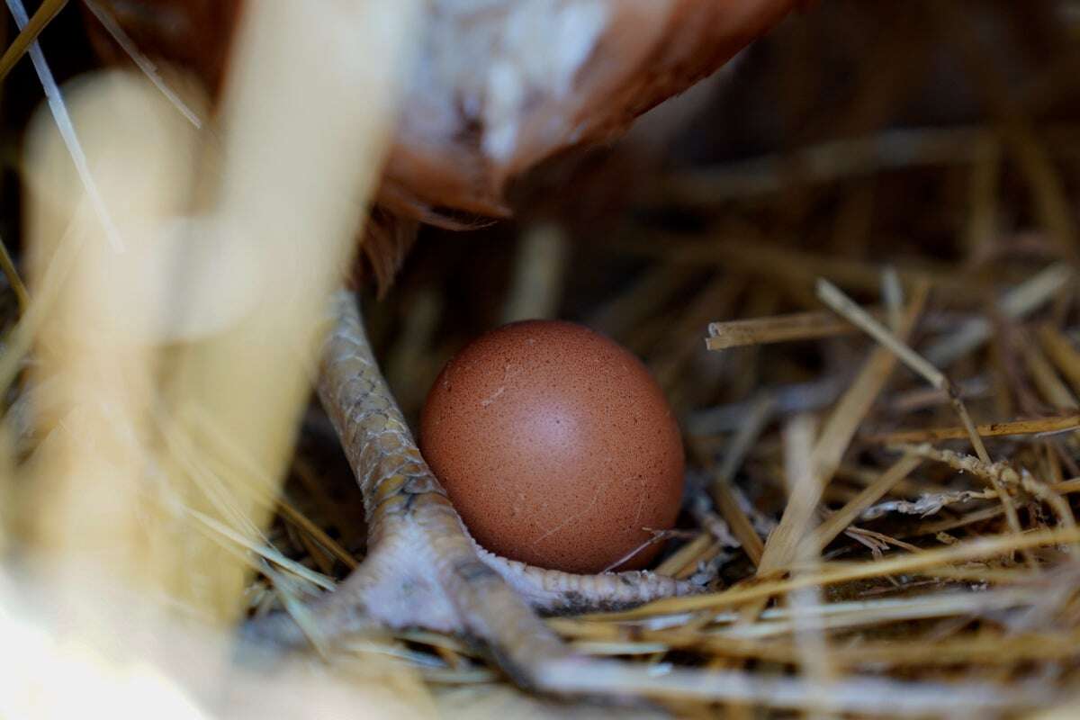 Could vaccinating chickens be the key to cutting soaring egg prices?