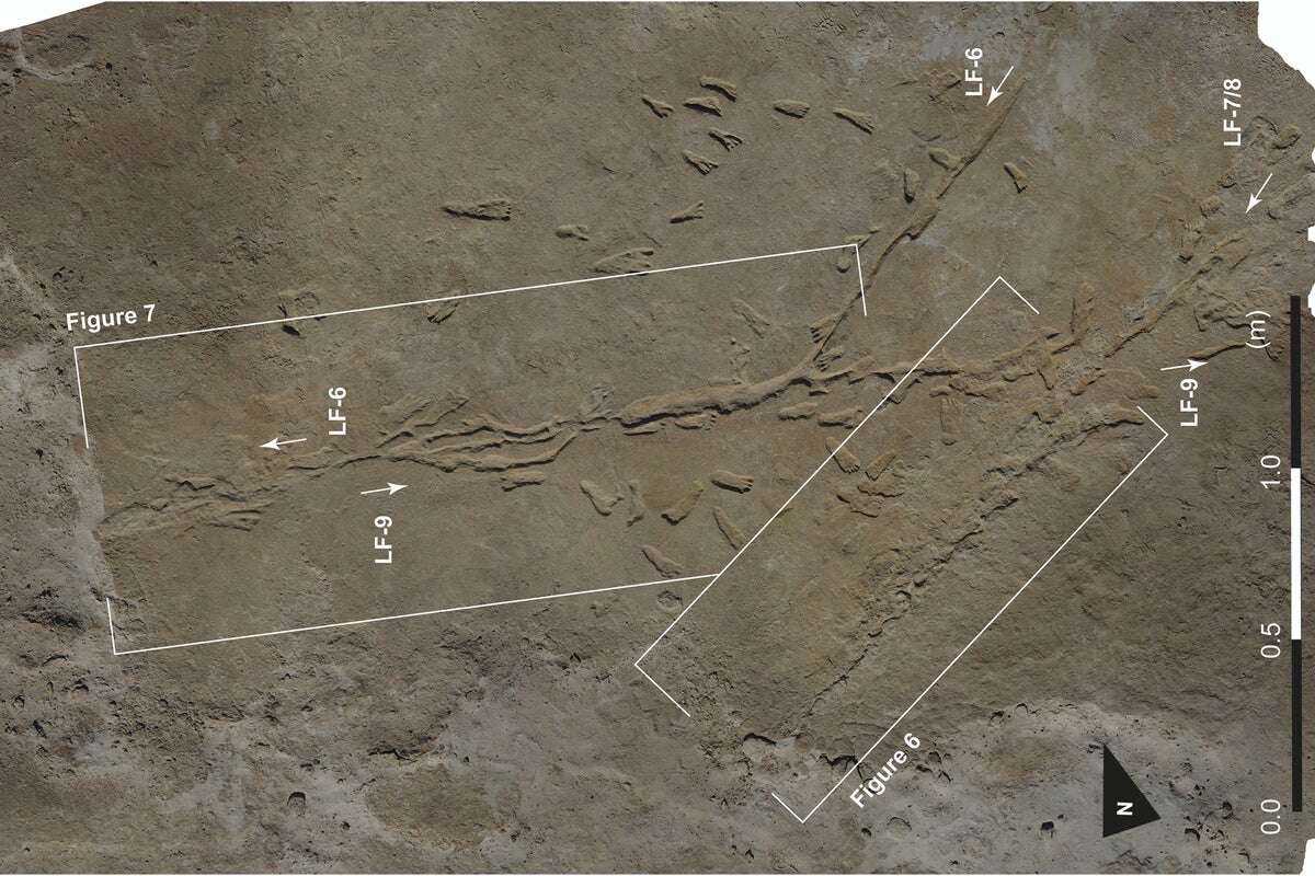 Fossil tracks help find world’s oldest hand-drawn cart