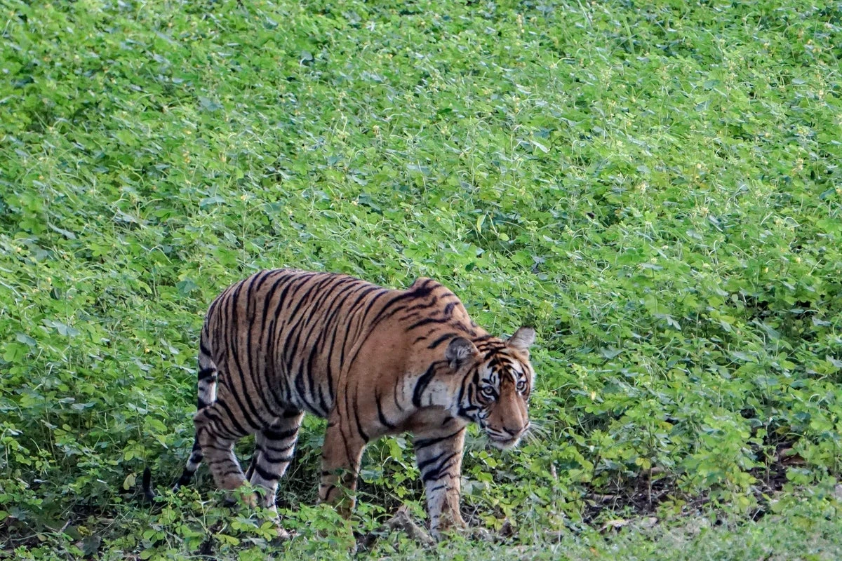 Three villagers arrested after mass poisoning of tigers in India
