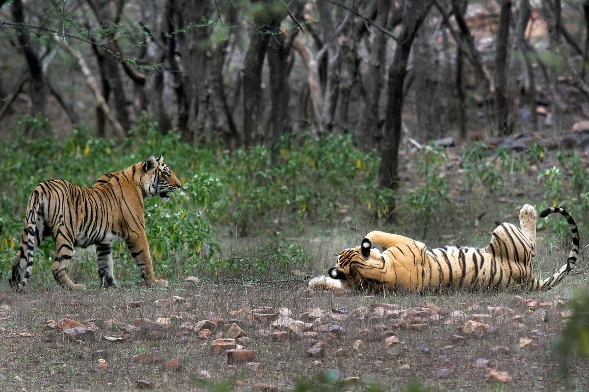 Tigers found dead in ‘mass poisoning’ at Indian wildlife sanctuary