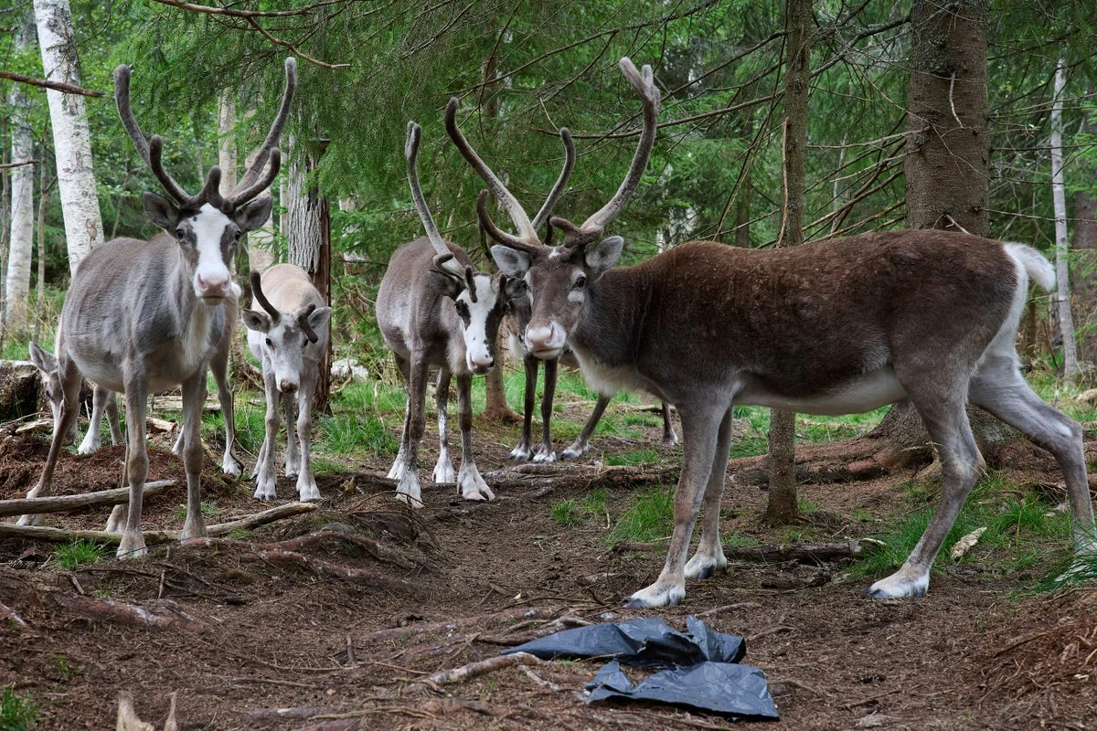 Indigenous reindeer herders at risk from Sweden’s mine plan