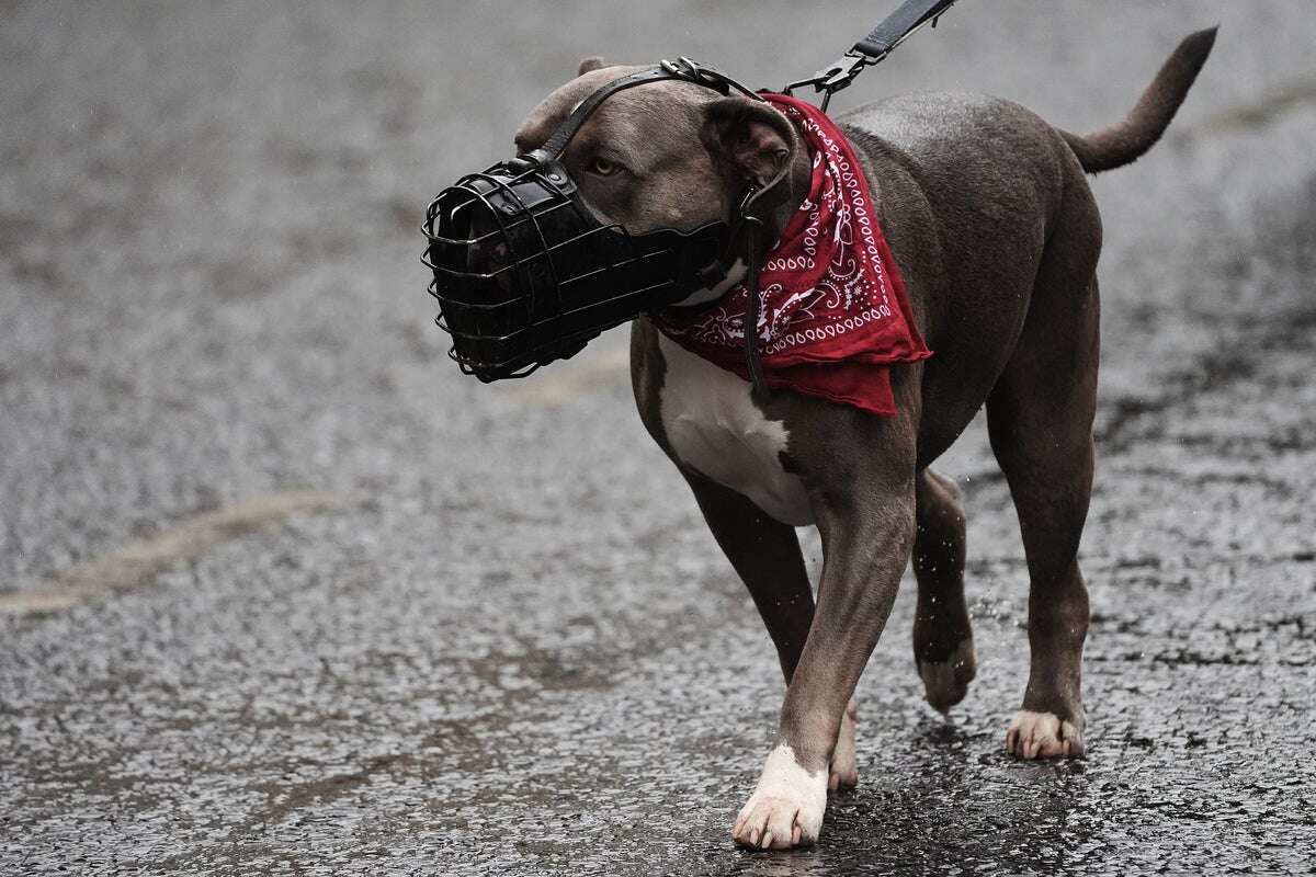 XL Bully ban will cost police £25 million in vet and kennel fees