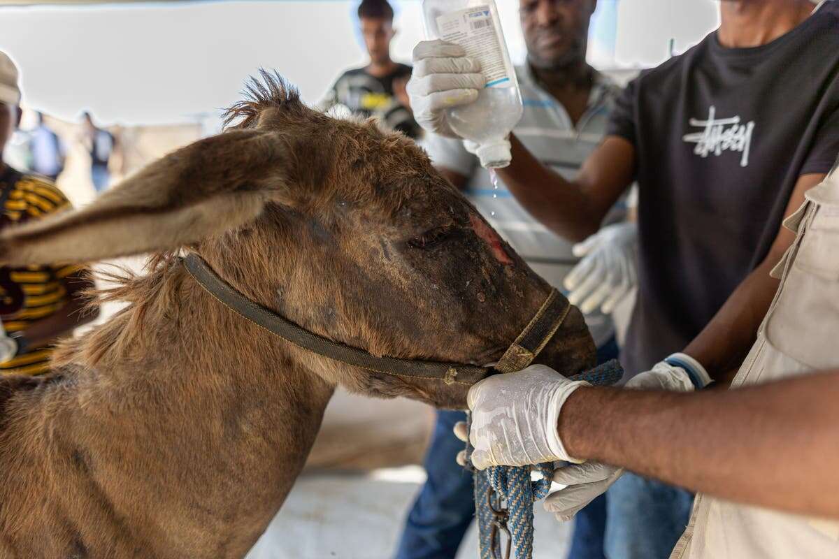 How one family is saving Gaza’s forgotten animals this Christmas