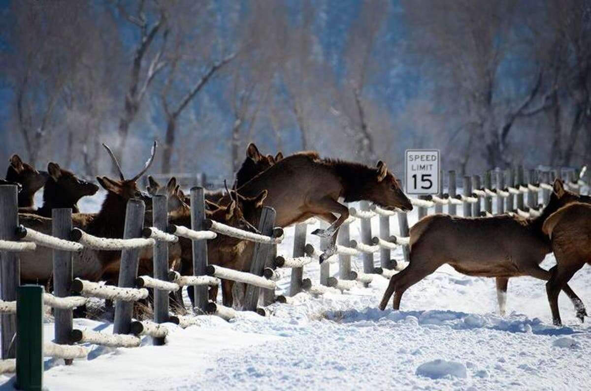 Wild animals roamed longer distances during Covid lockdowns