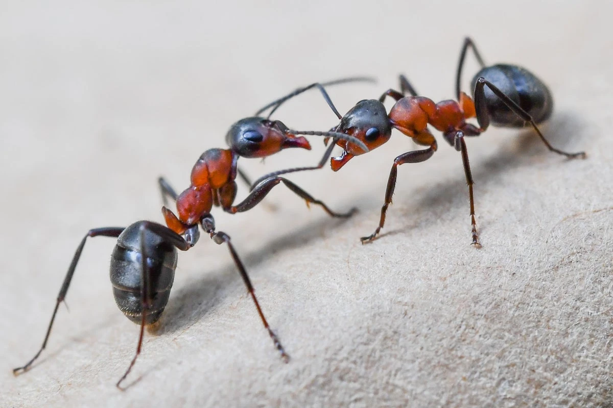 Ant smuggling into the US is out of control since Trump’s cuts: report