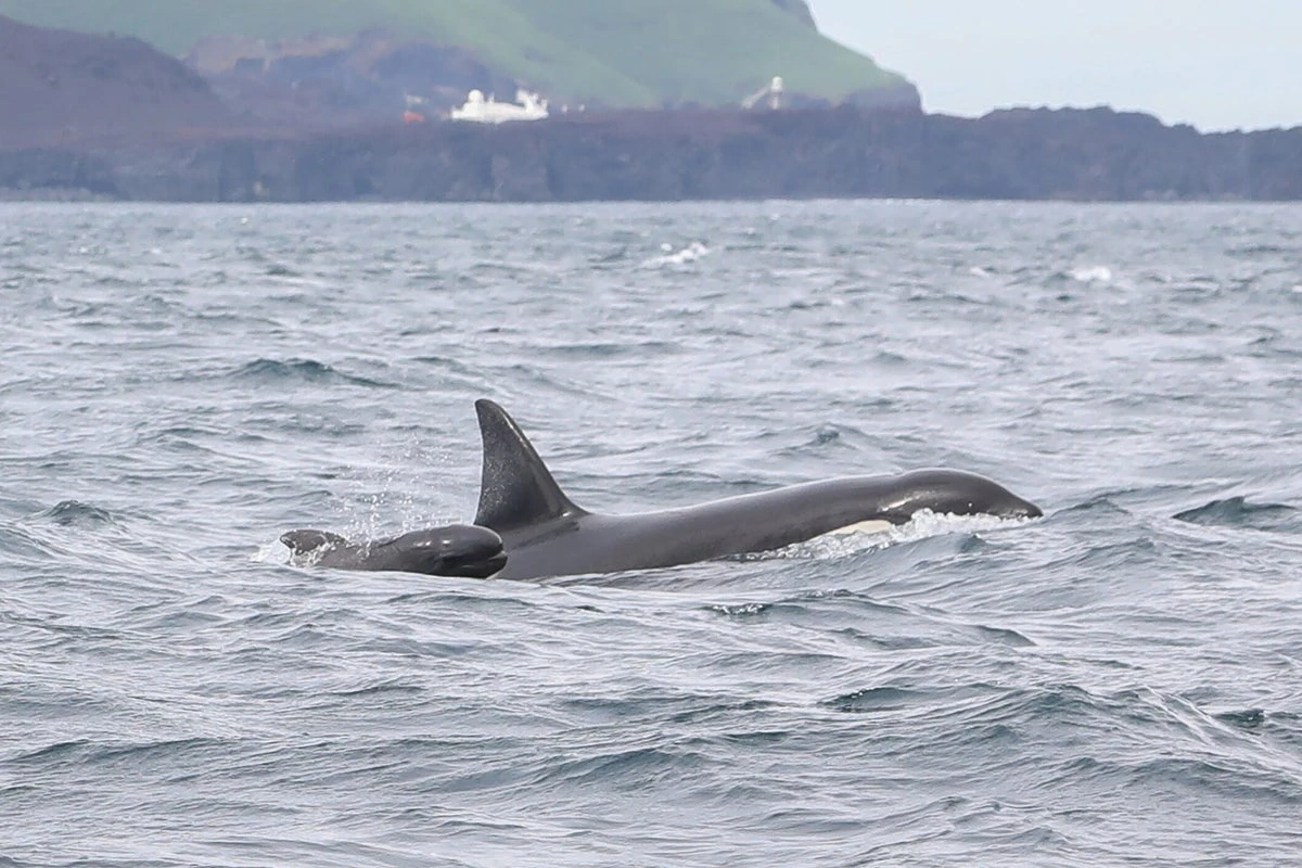 Orcas include baby pilot whales in pods – but we don’t know why