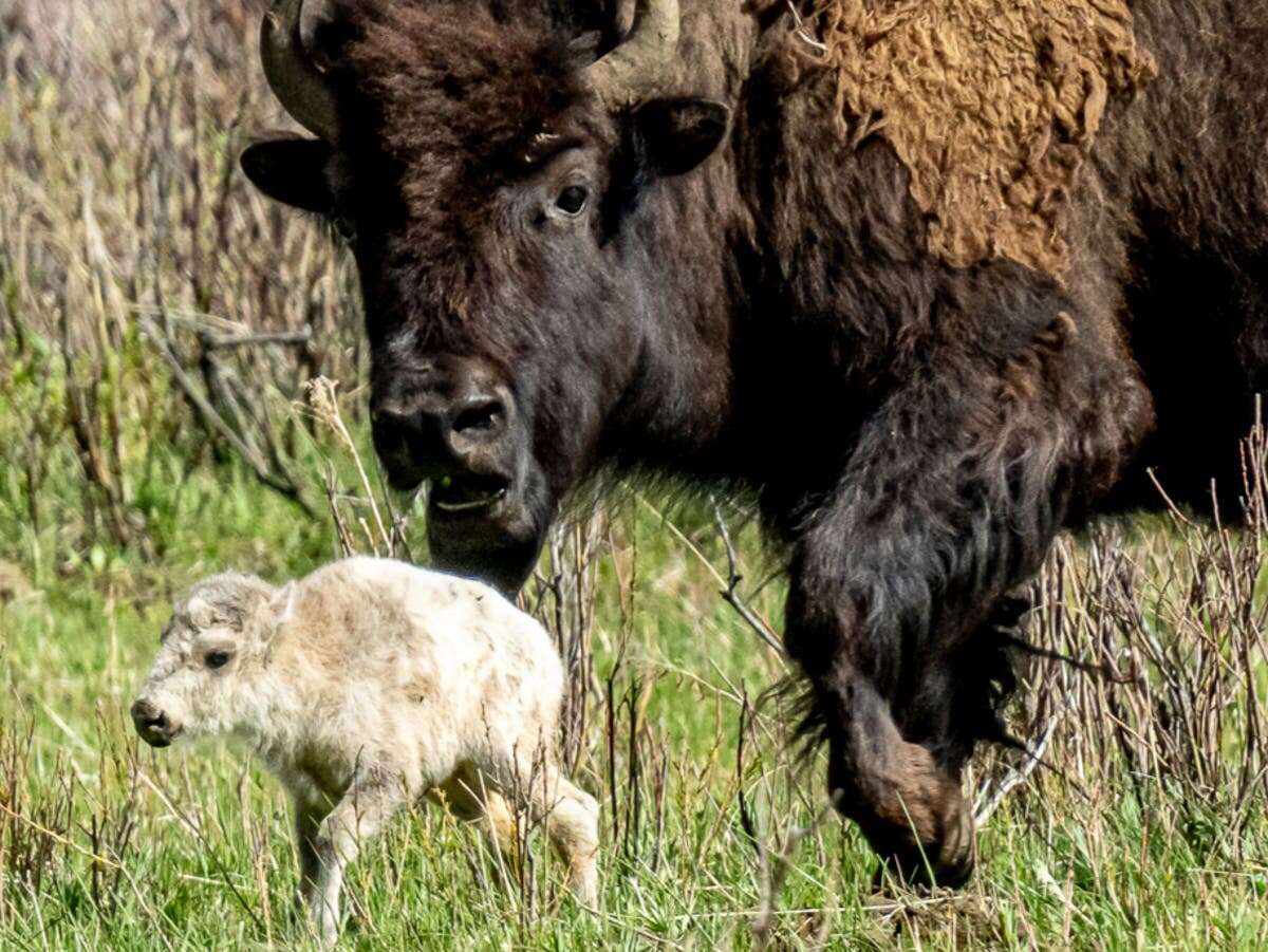 Birth of white buffalo in Yellowstone park fulfills ancient prophecy