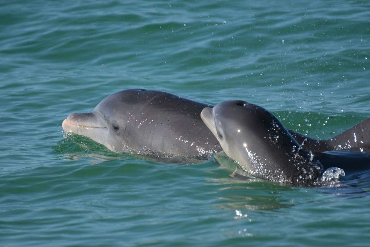 Dolphin moms found to use baby talk to call to their young