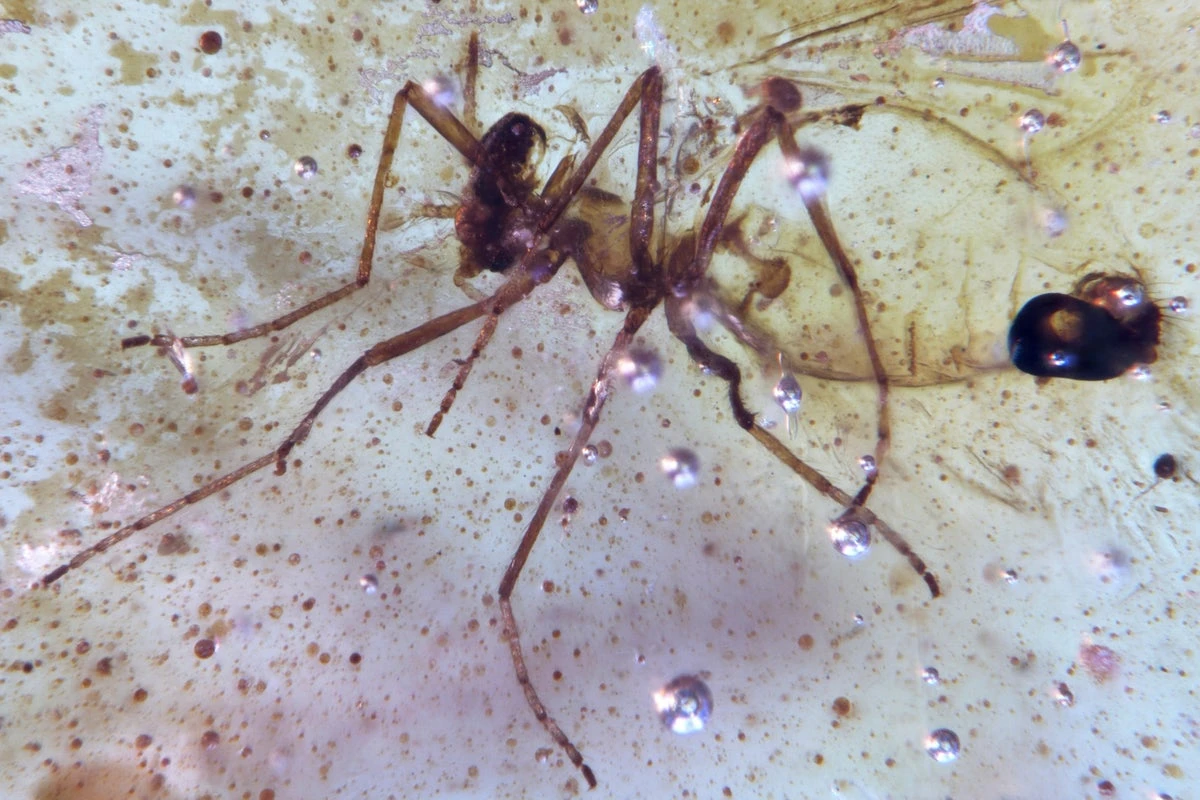 Insects trapped in amber give new insights into prehistoric life