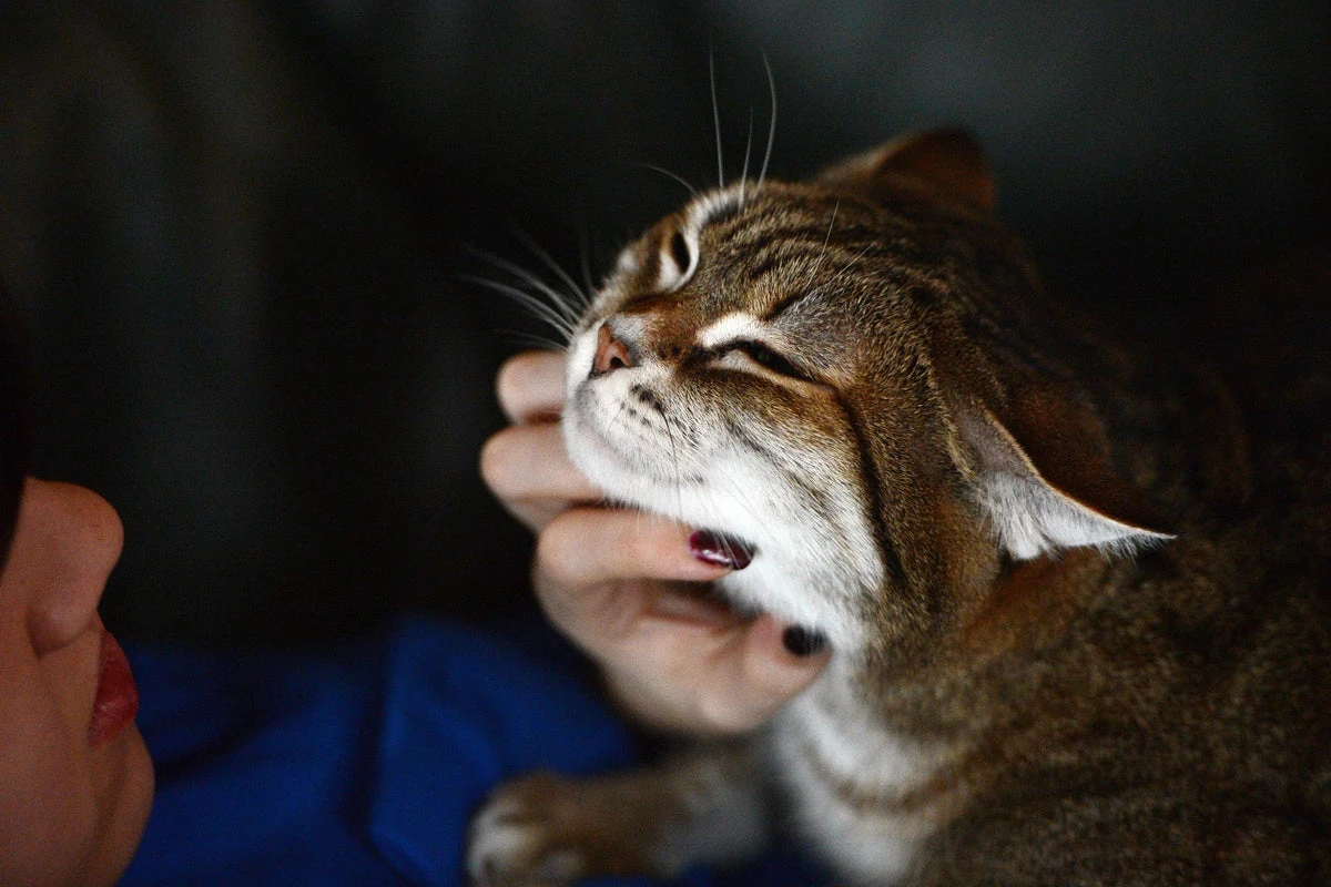 Why some cats purr more than others finally decoded