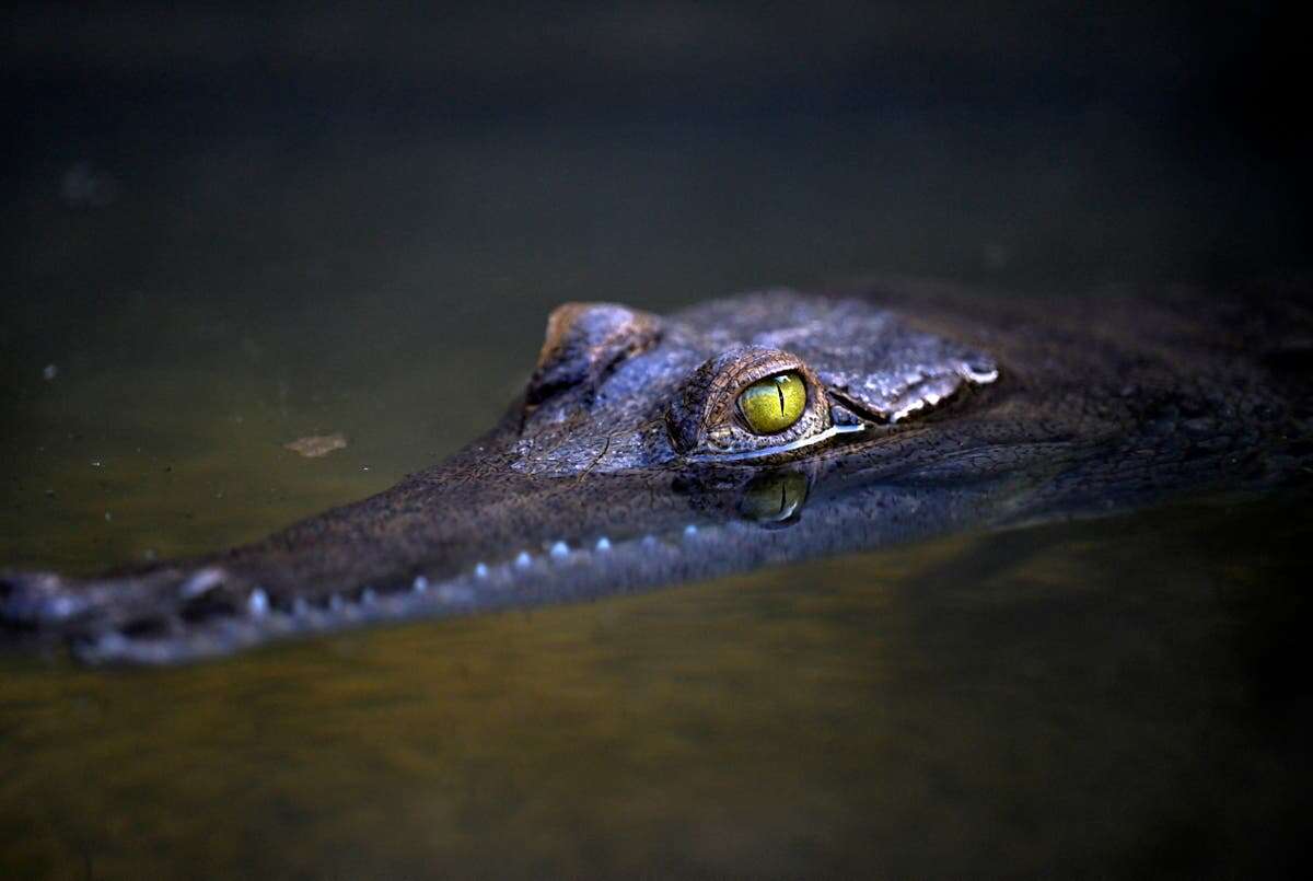 Crocodiles found at Indian politician’s home after income tax raid