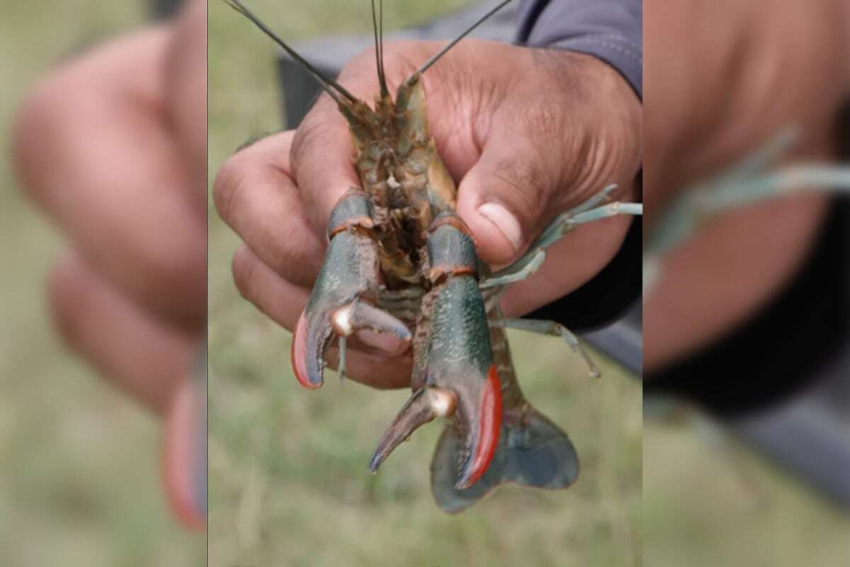 Invasive Australian crayfish in Texas waters sparking concerns