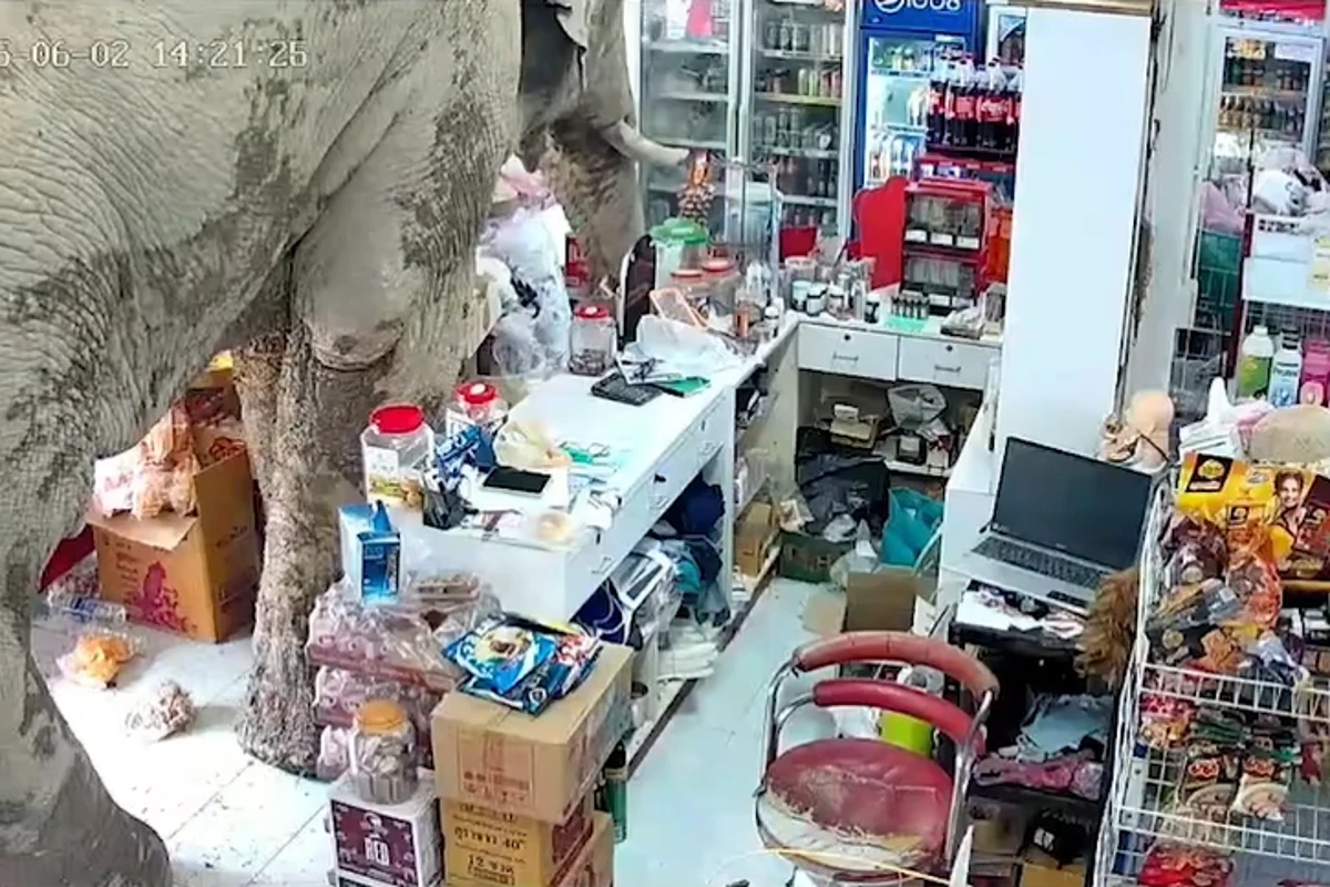 Notorious Thai elephant raids grocery store as owner watches on