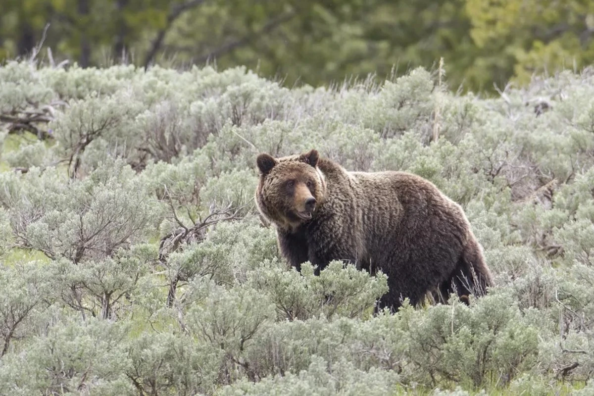 Heads up ‘tourons’! Yellowstone warns public as grizzly bear ops begin