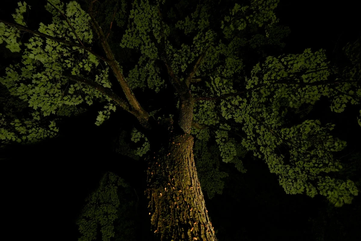 Grandfather sacrifices life to save granddaughters from tree limb