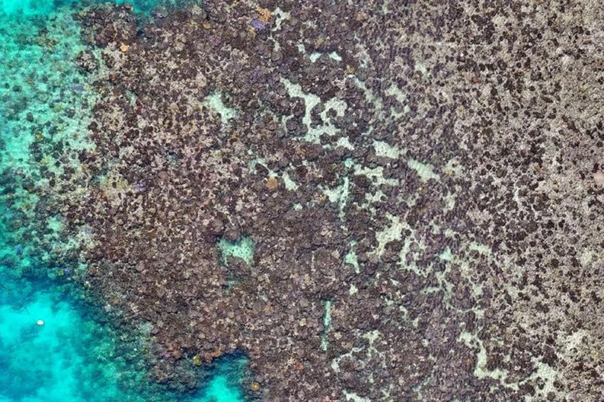 Almost all coral at Lizard Island died after 2024 bleaching event