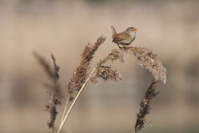 Wrens mute their partner’s brain to sing in sync