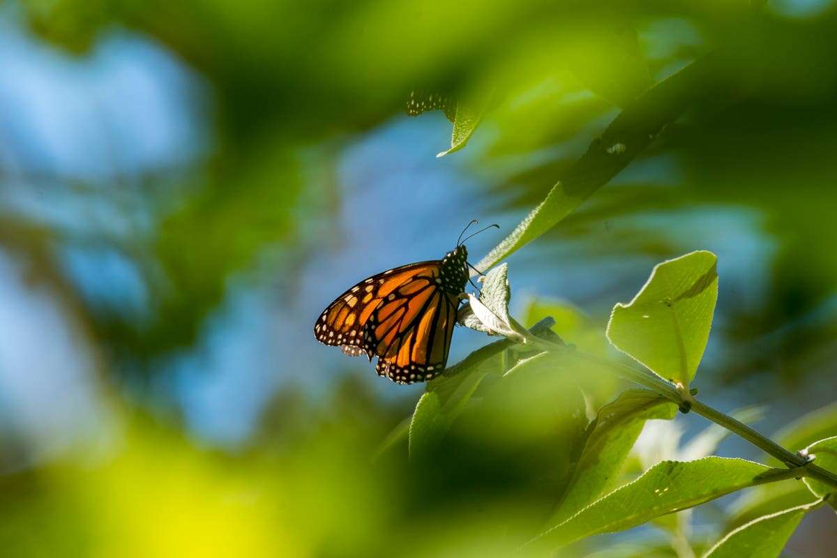 Iconic monarch butterflies to receive federal protection