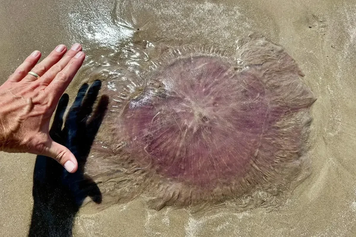 Horrifying pink jellyfish with 70-foot tentacles found on Texas coast