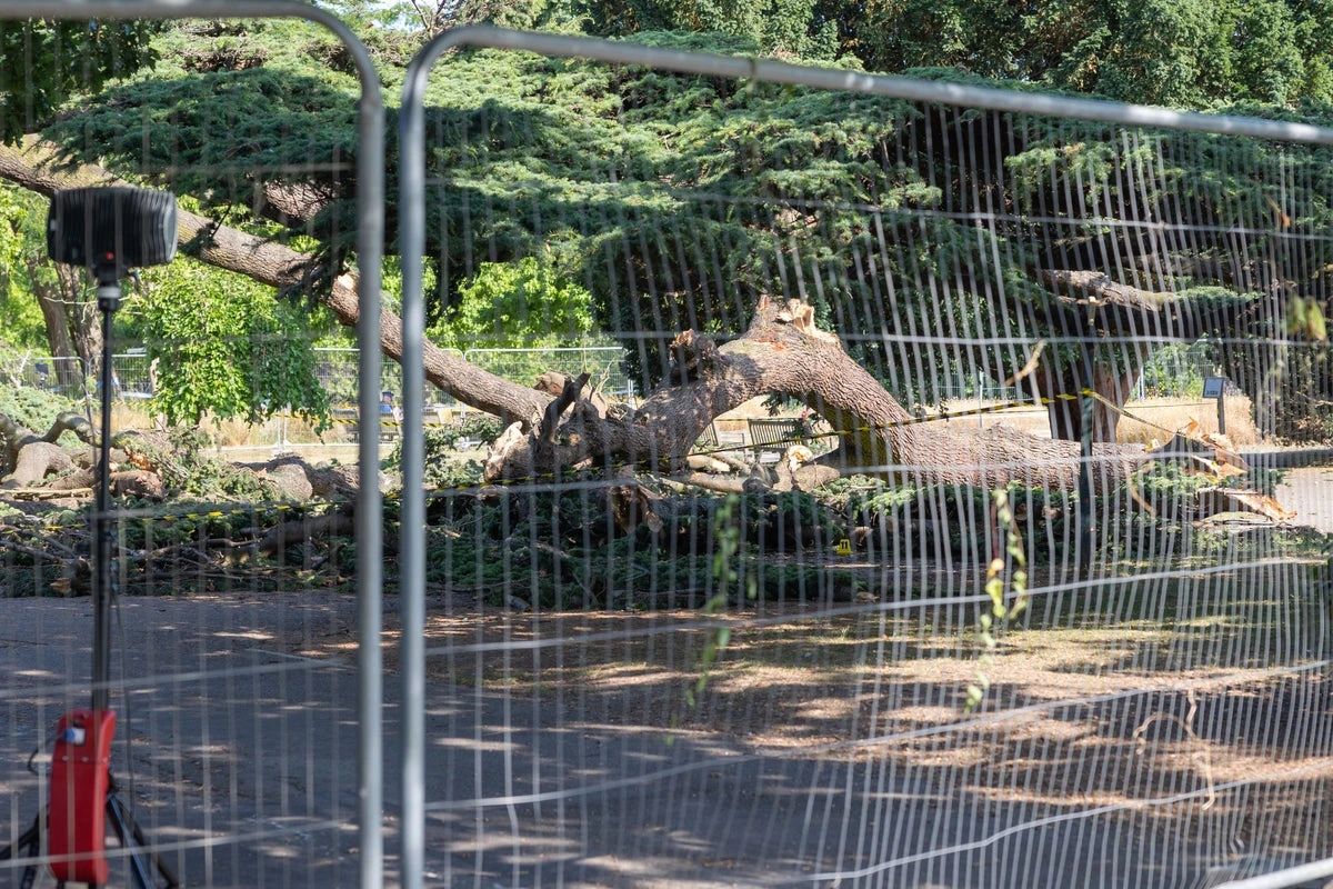 Tree that killed child ‘was held up by supports for decades’