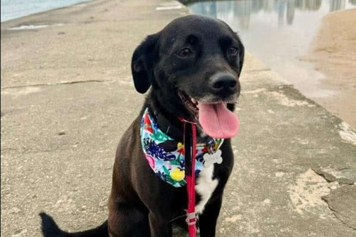 Pup makes daring escape from daycare and it’s all caught on film