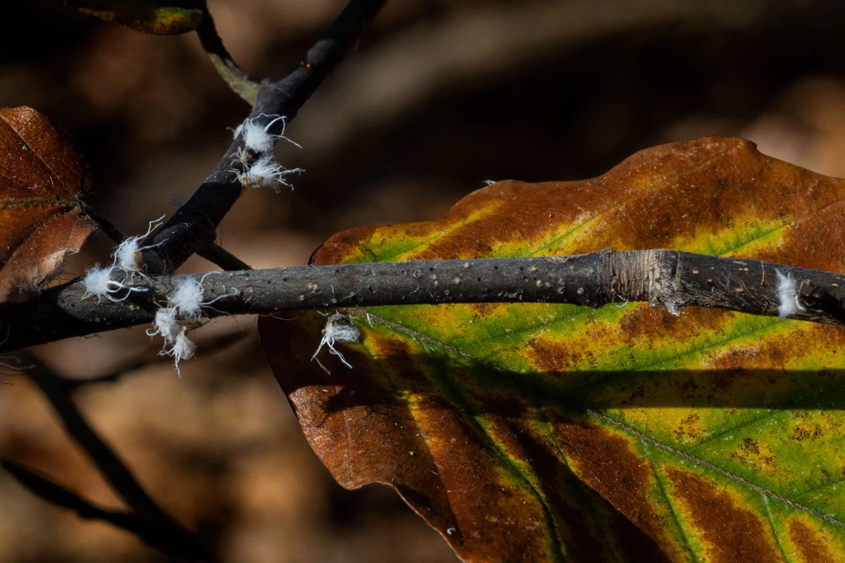 Fuzzy white bugs are swarming in the Southeast and annoying residents