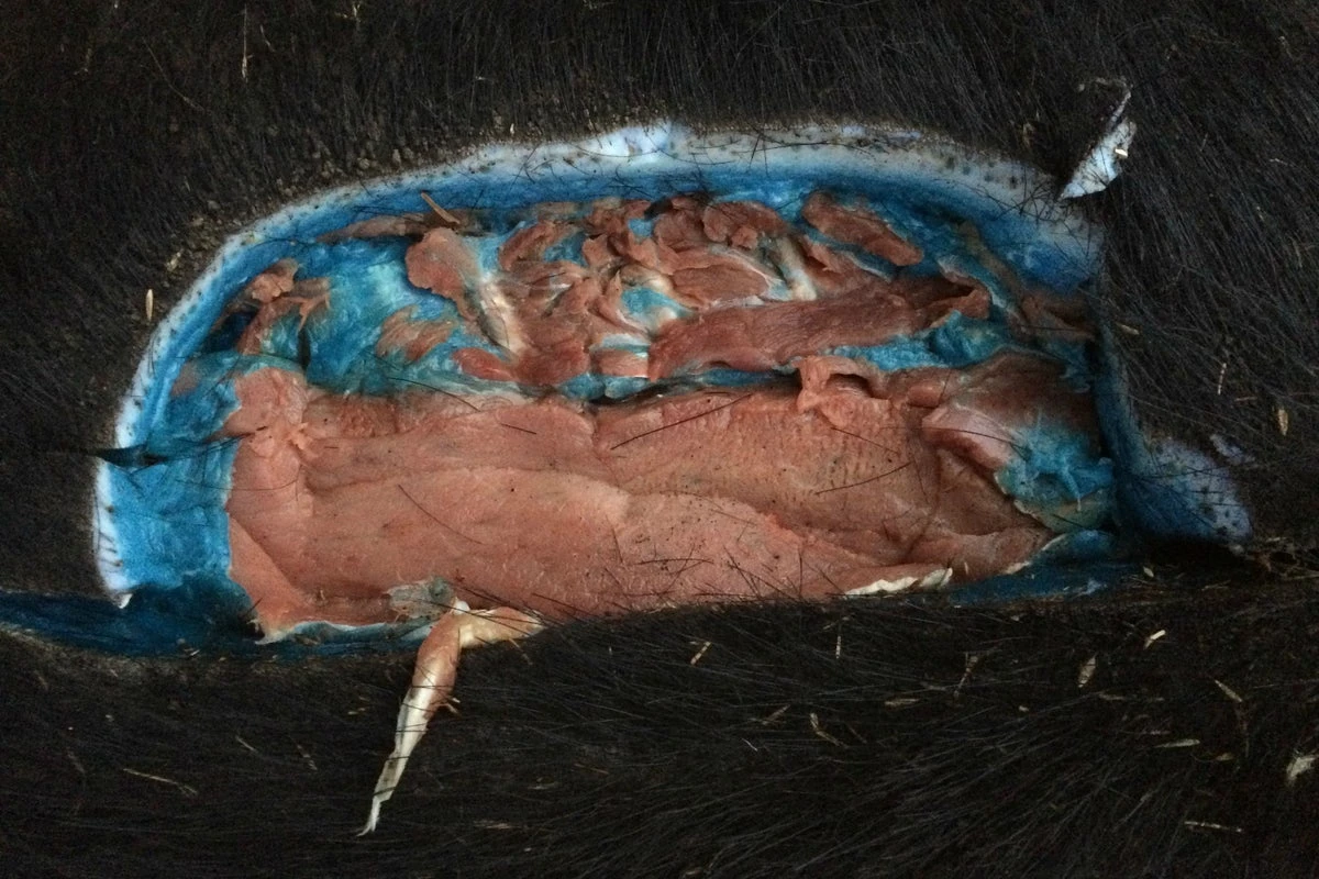 Wild pigs with ‘bright blue’ flesh are showing up around California