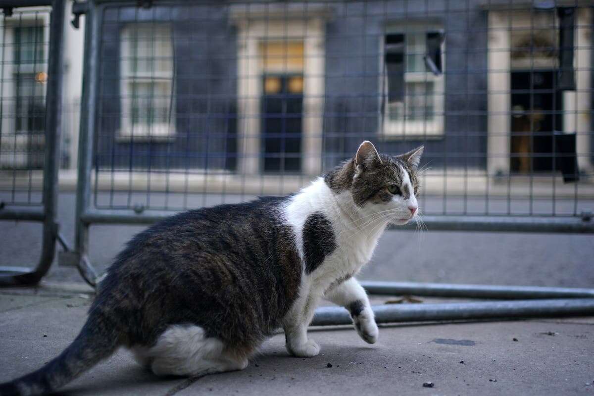 Starmer ducks Trump cats and dogs row but promises photo of new kitten