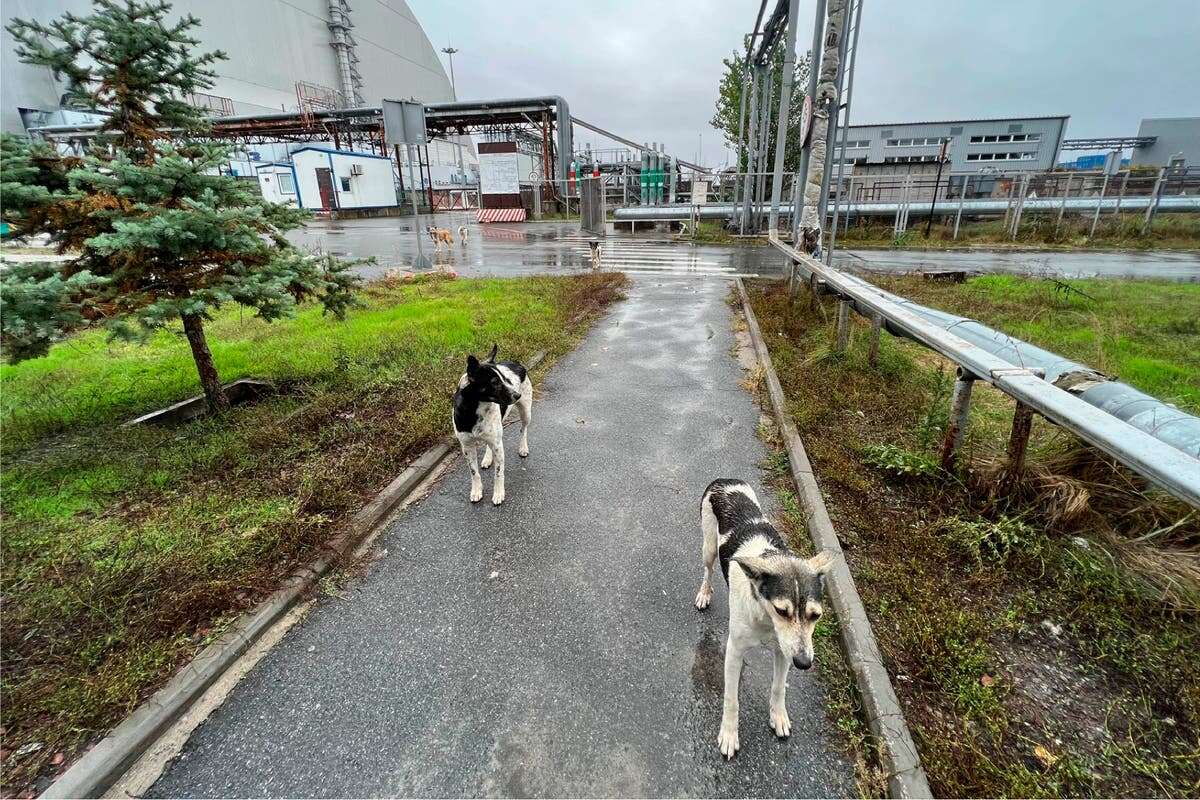 Scientists search breakthrough on how dogs of Chernobyl survived