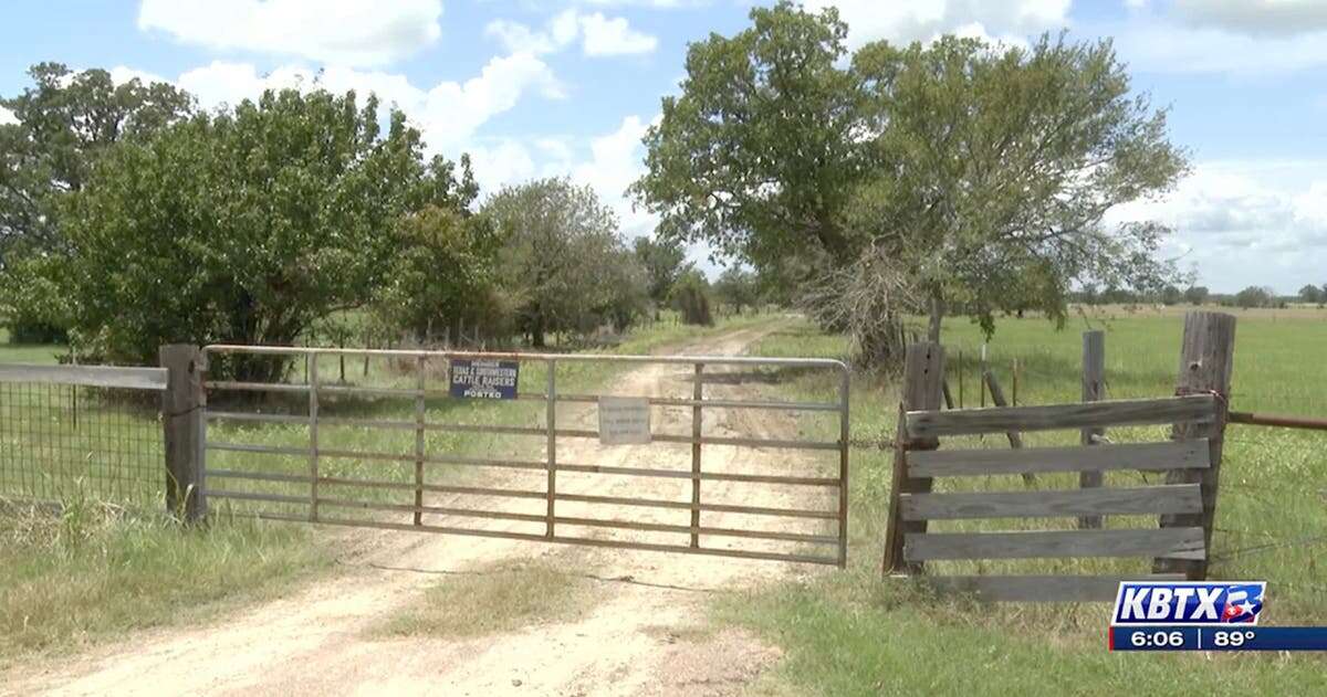 Texas man, 75, dies after being stung by dozens of bees