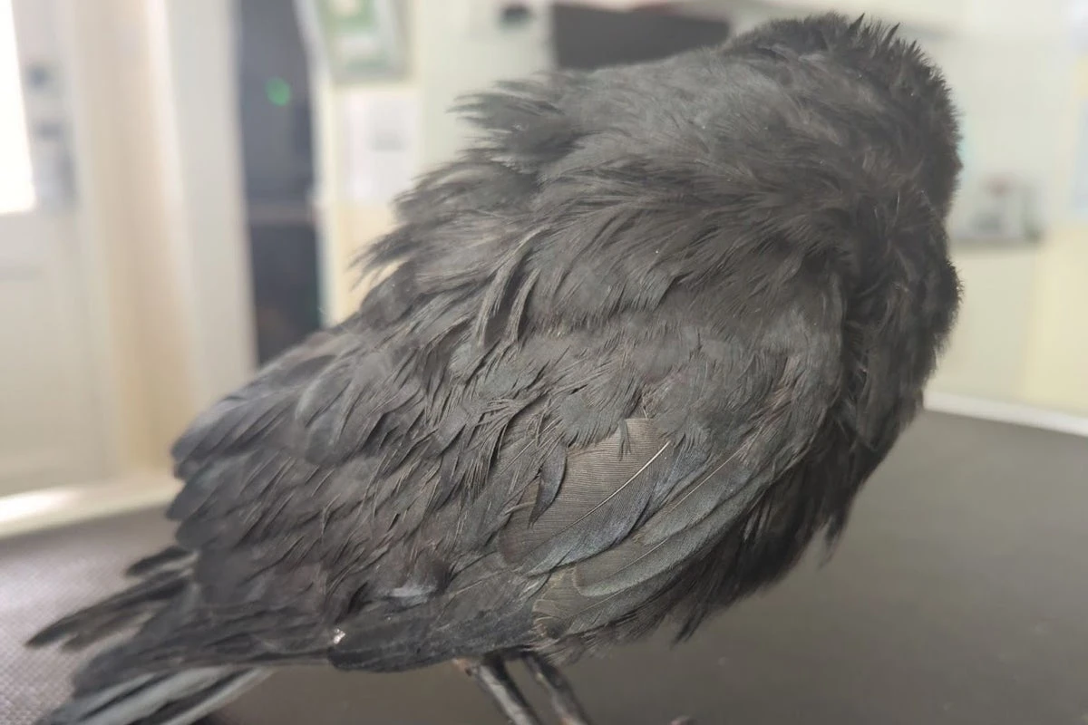 Man banned from keeping animals after giving ‘rescued’ birds marijuana