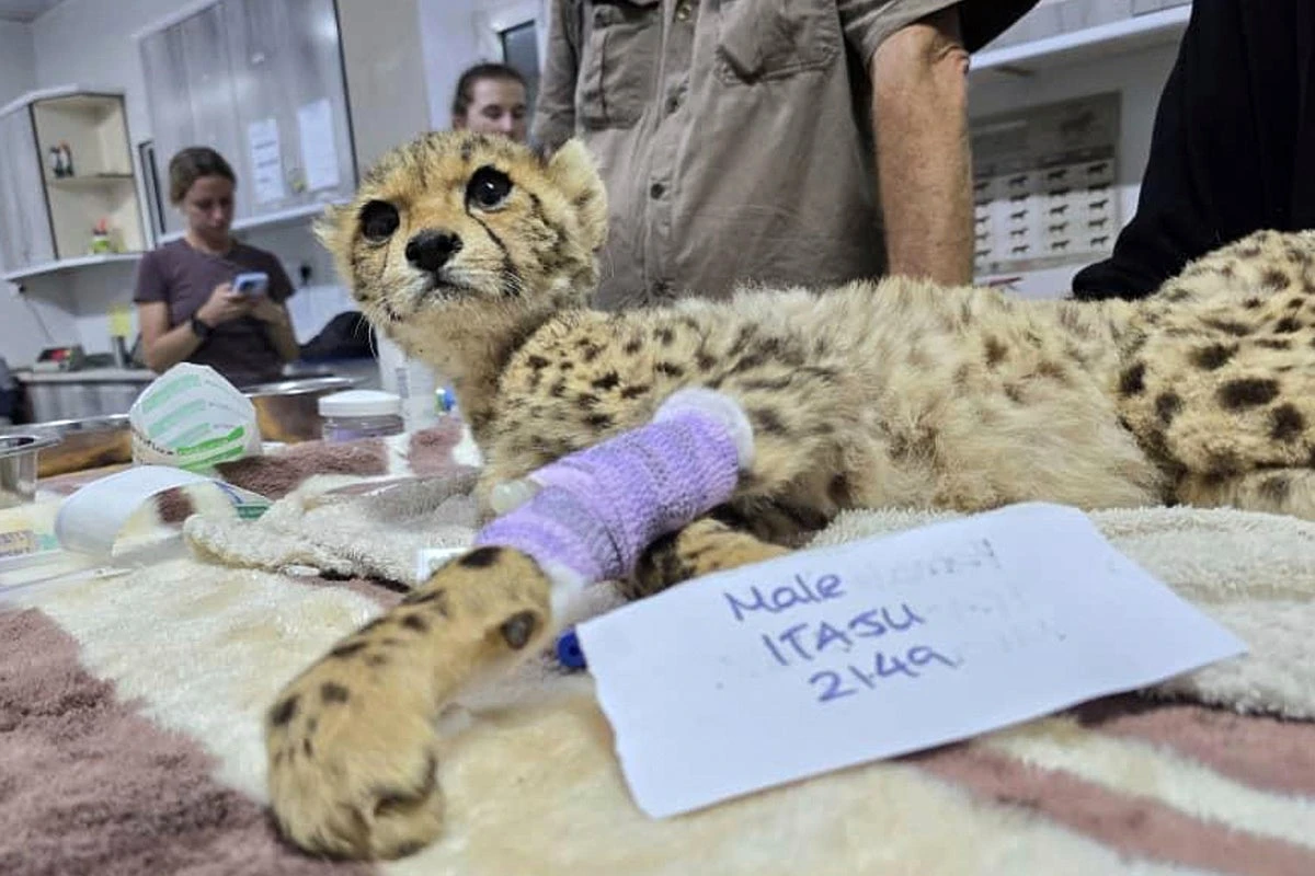 Cheetah cubs rescued before they are lost to illegal trade