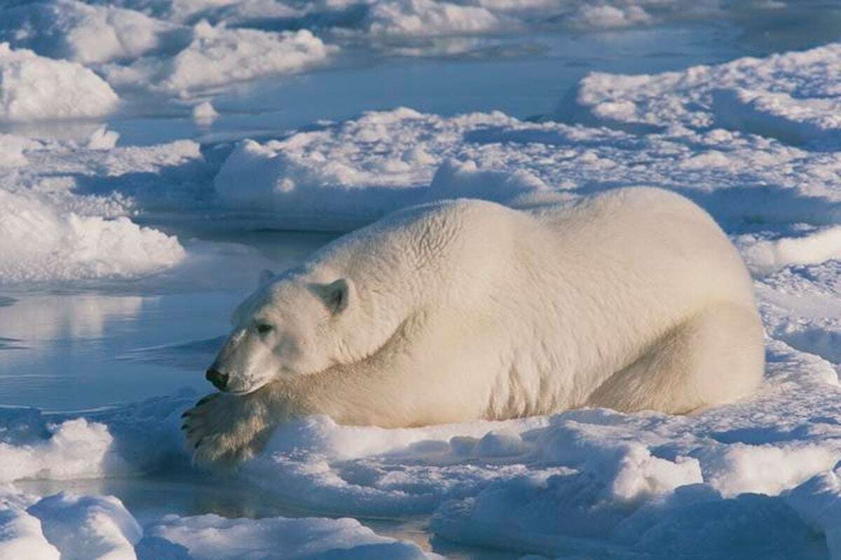 Polar bears are greasier than you think. Here's why