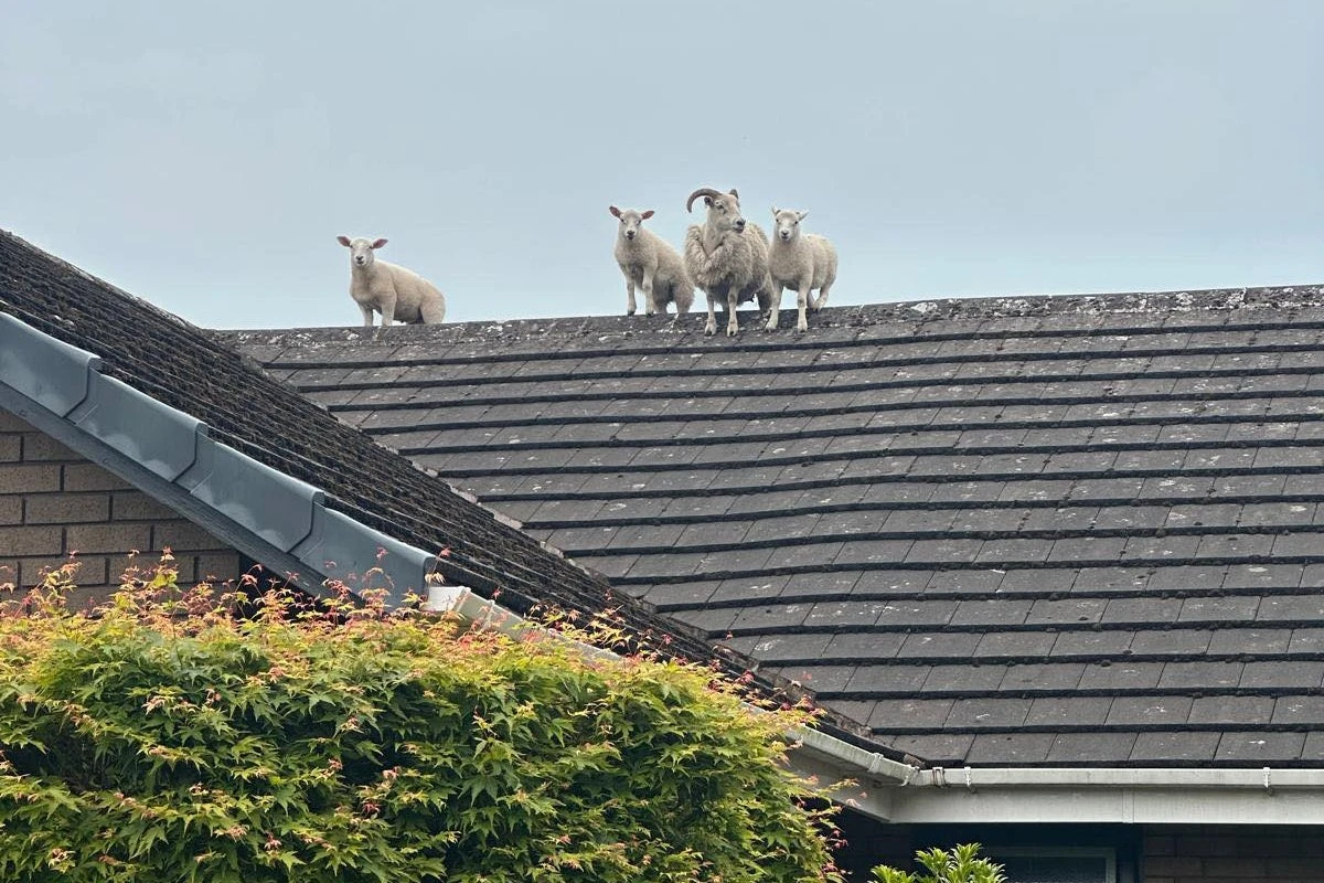 Fugitive sheep escape police capture by climbing house roof