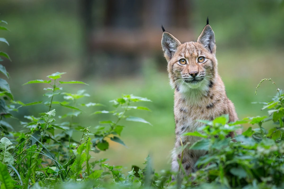 Labrador-sized big cat could be reintroduced into wild in UK
