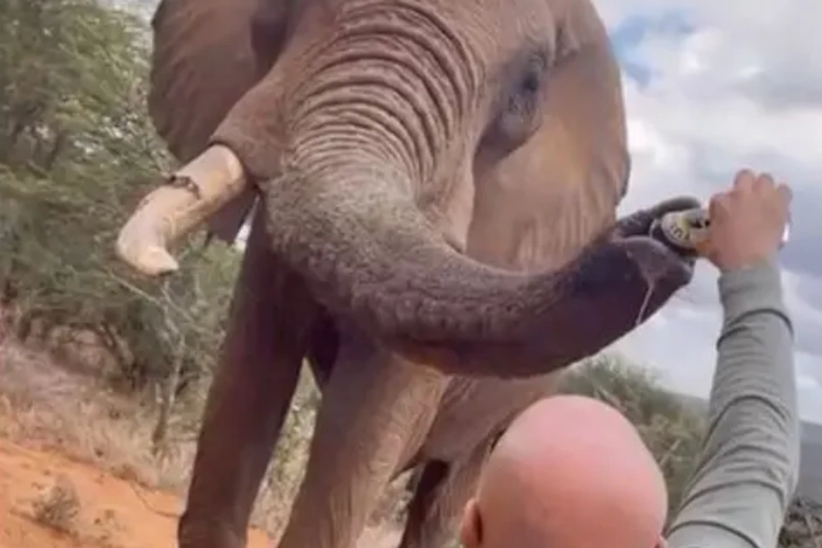 Outrage after tourist filmed pouring beer down elephant’s trunk