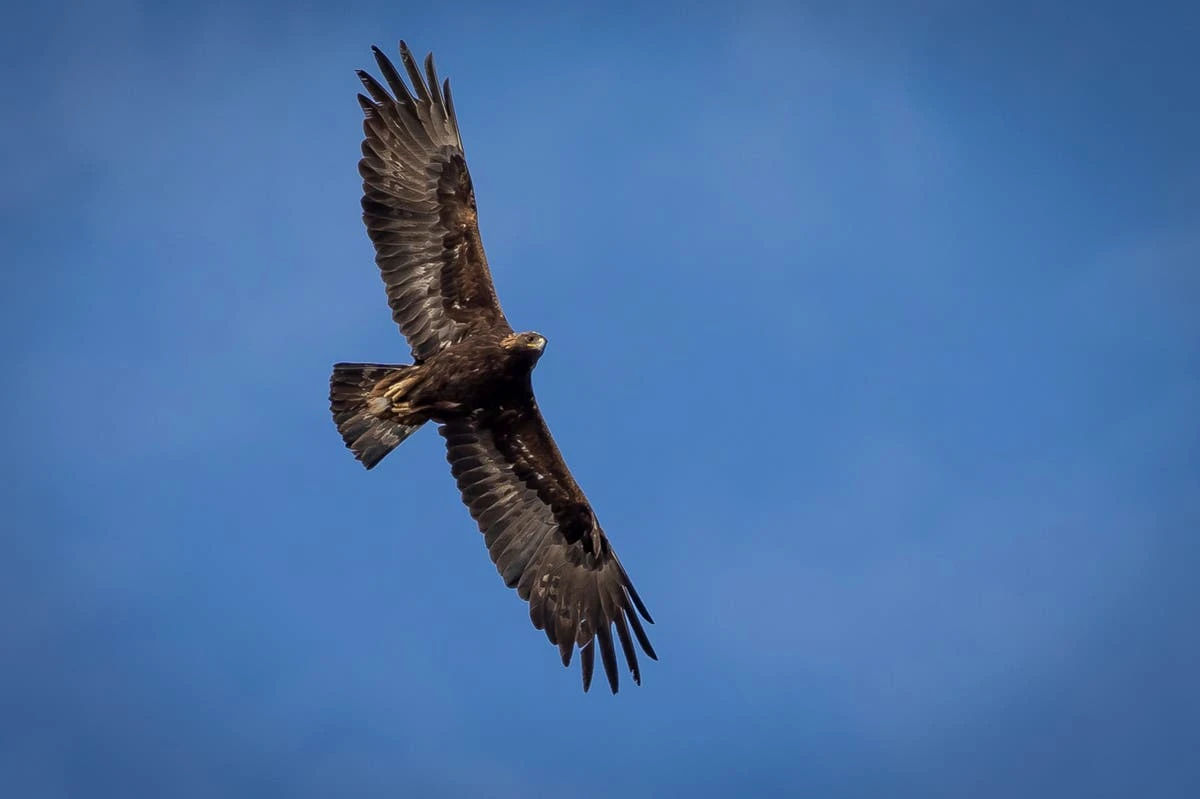 Man who killed 118 eagles and sold off their parts to be sentenced