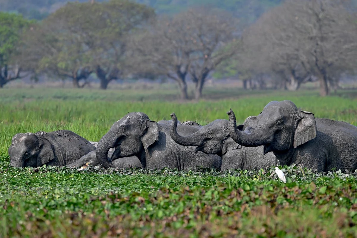 Video journalist shooting wild elephants trampled to death