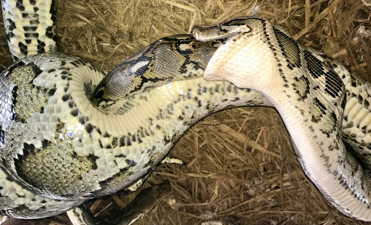 Giant python caught swallowing even bigger python alive in a first