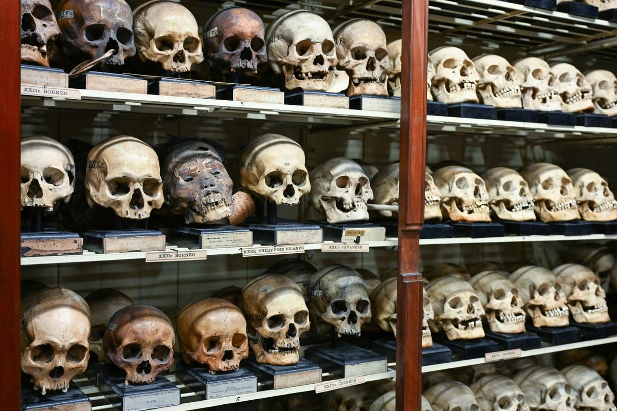 Why the racist study of skulls gripped Victorian Britain