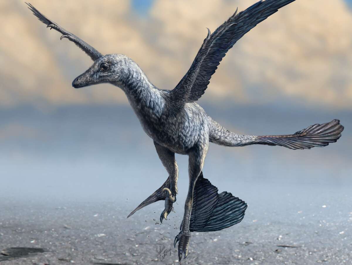 Fossil tracks reveal new ways dinosaurs used wings