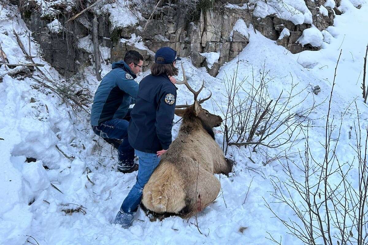 Elk on a shelf: Climbers rescue creature tangled in rope on ice route