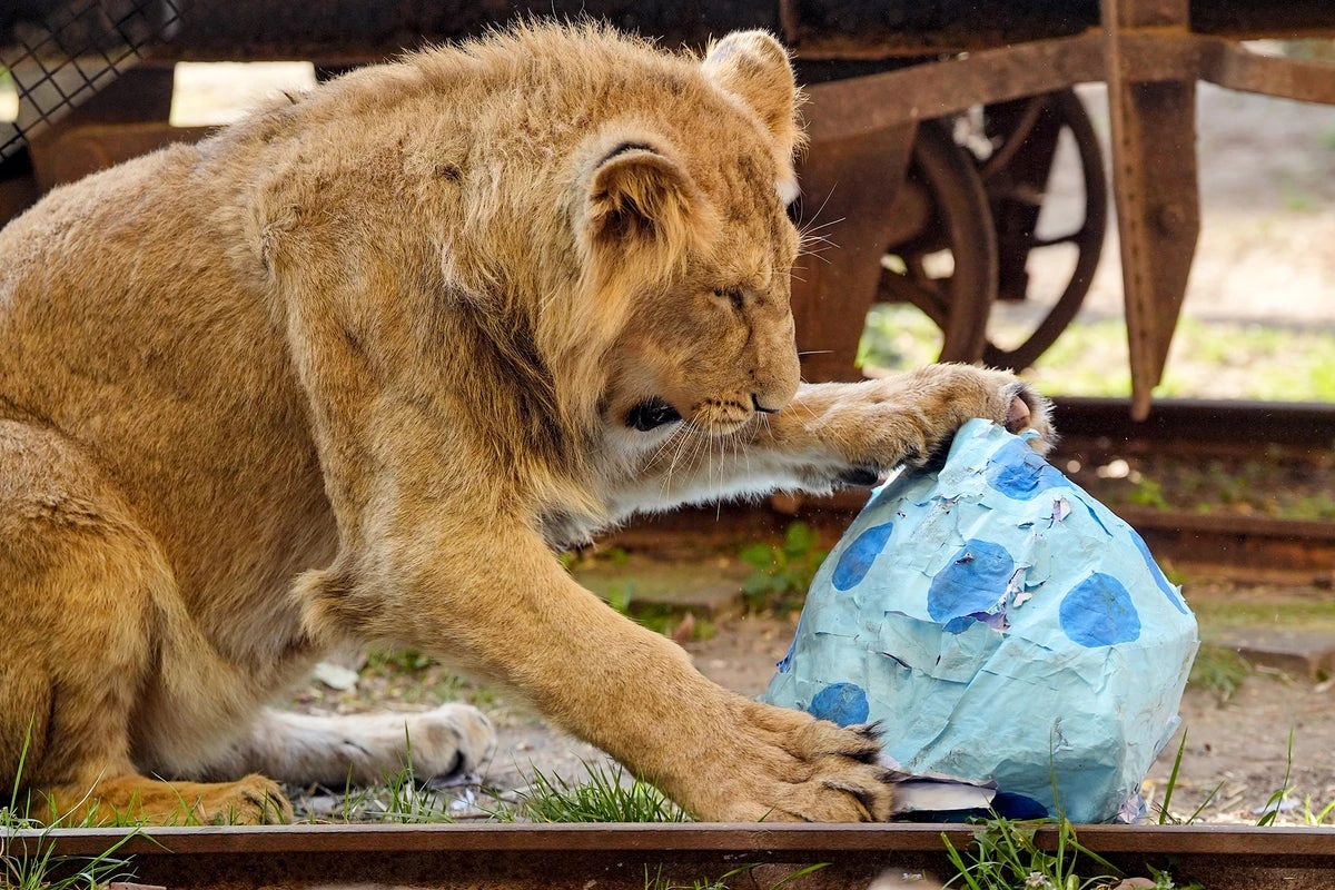 Lions maul veteran zookeeper to death at Bangkok safari park