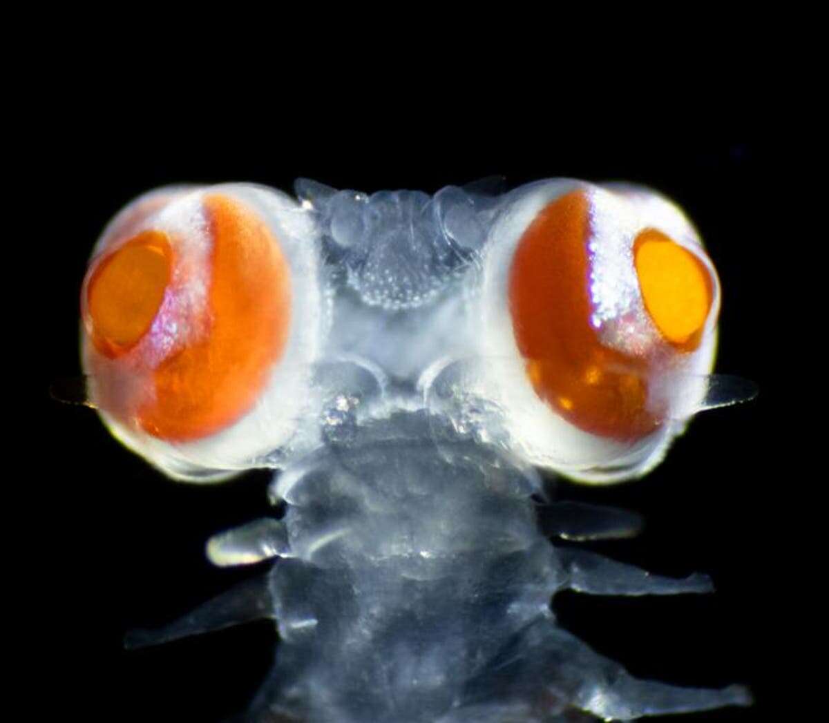 Scientists find marine worm with eyes 20 times size of head