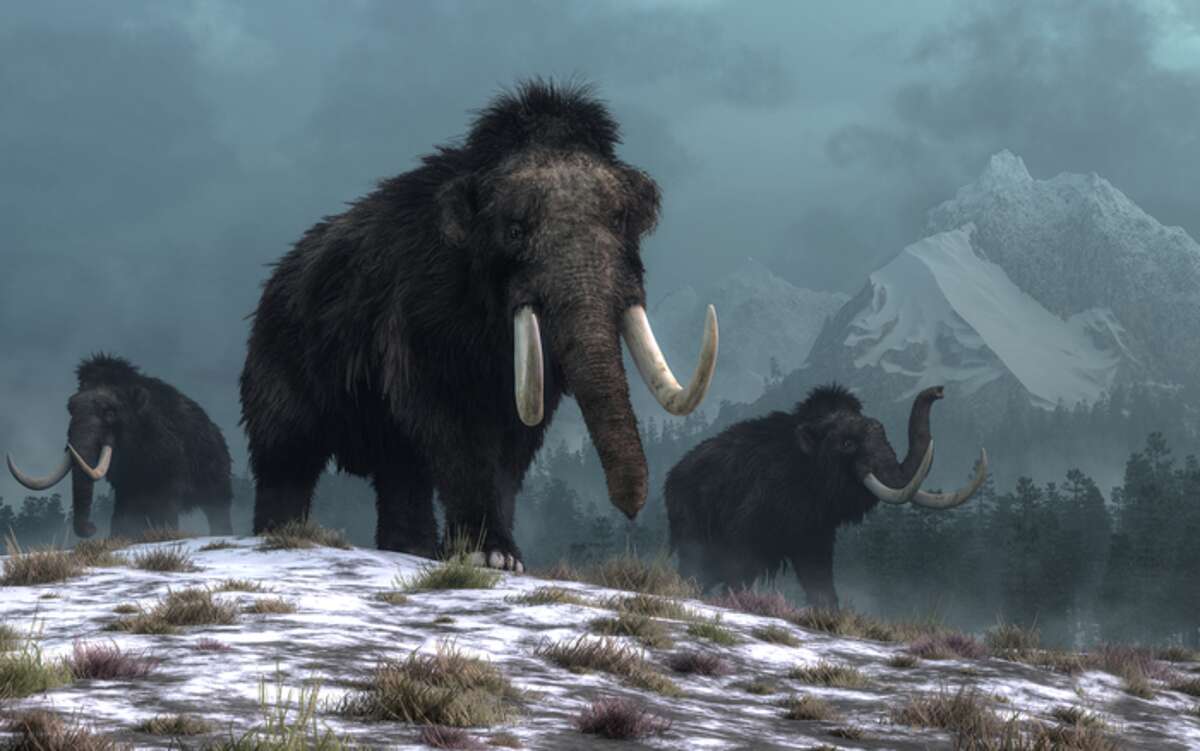 Woolly mammoth DNA uncovered in Siberia may help resurrect species