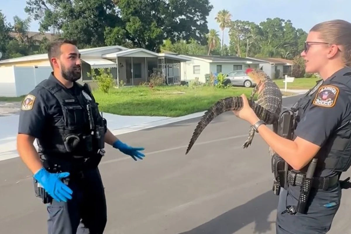 New Florida cop’s first gator grab has internet snapping with laughter