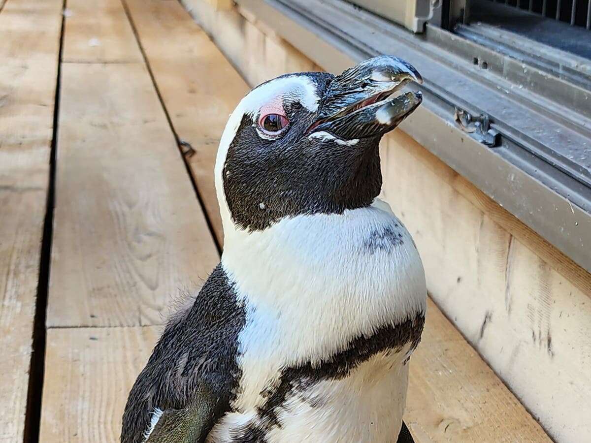 Penguin that made dash for freedom into open sea found safe