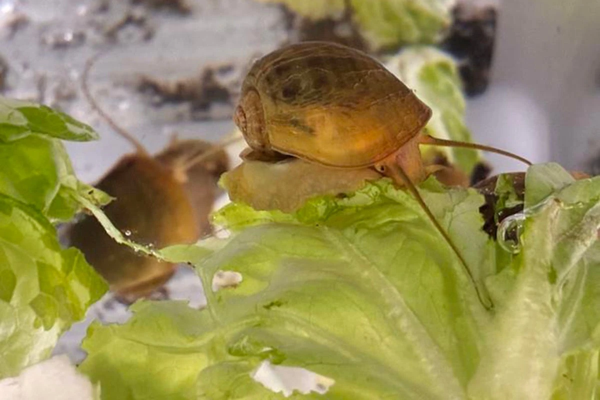 Snail that can grow its eyes back studied in hope of helping humans