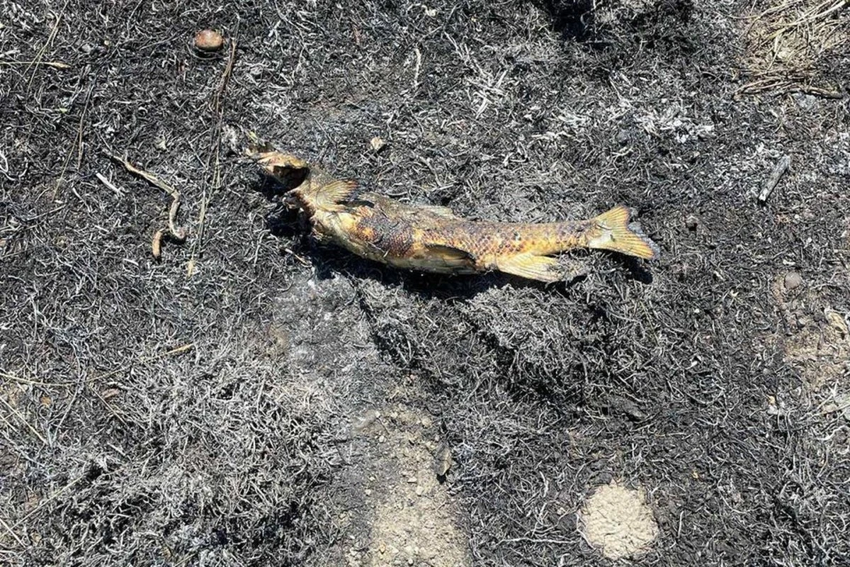 Fish falls from sky and sparks brush fire in Canada, officials say