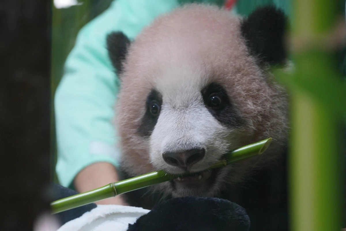 Indonesia’s first giant panda cub Rio set for historic public debut